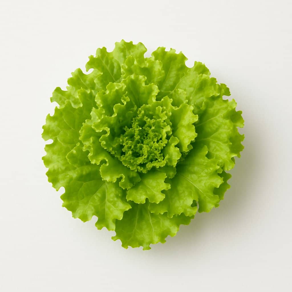Green Leaf Lettuce